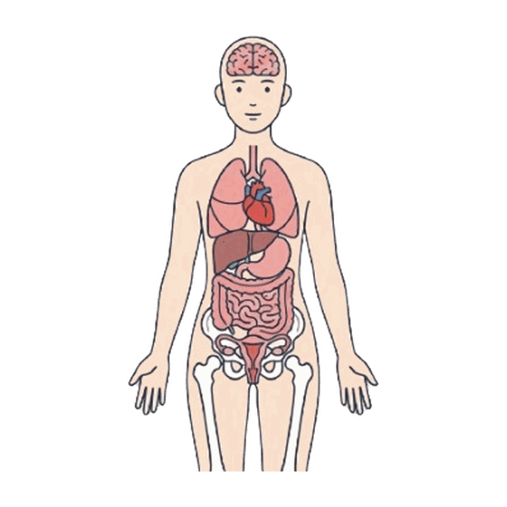 人体の内臓を示した医療イラスト素材