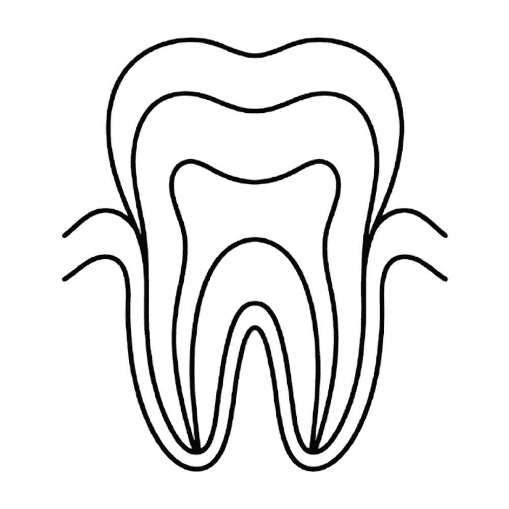 歯の断面を示したシンプルな線画のイラスト素材