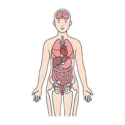 人体の内臓を示した医療イラスト素材